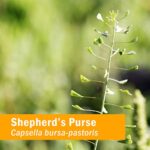 Herb Pharm Certified Organic Shepherd's Purse Liquid Extract, 1 Oz - Image 2