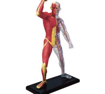 Famemaster 4D-Vision Human Muscle And Skeleton Anatomy Model Multi-colored, 10″