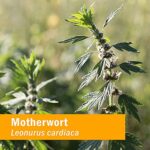 Herb Pharm Motherwort Extract 1 oz Liquid - Image 3