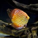 Seachem Discus Buffer 250gram - Image 4