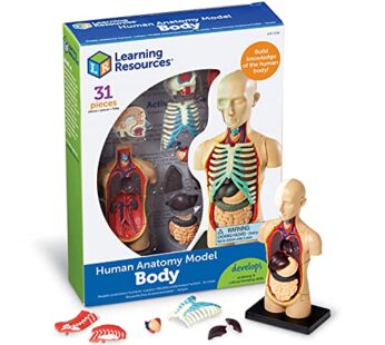 Learning Resources Human Body Model, 31 Pieces, Grades 3+, Ages 8+, Science Classroom Demo