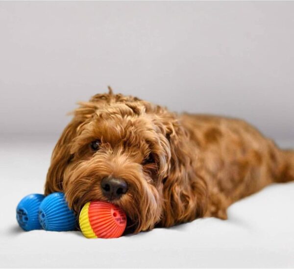 Pet Qwerks Talking Babble Ball - Interactive Chew Dog Toy - Small - Image 5