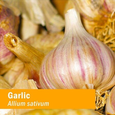 Herb Pharm Garlic Extract 1 oz Liquid - Image 2