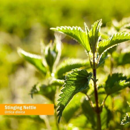 Herb Pharm Stinging Nettle (Alcohol-Free) 1 oz Liquid - Image 6