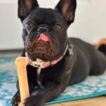 Nylabone Power Chew Flavored Durable Chew Toy for Dogs - Dog Toys for Aggressive Chewers - - Image 3