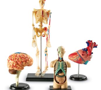 Learning Resources Anatomy Models Bundle Set, Brain, Body, Heart, Skeleton, Classroom Demo