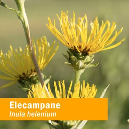 Herb Pharm Elecampane 1 oz Liquid - Image 2