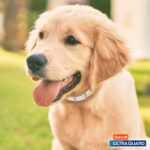 Hartz UltraGuard Plus Water Resistant 7 Month Protection Flea & Tick Collar for Dogs - 15i - Image 7