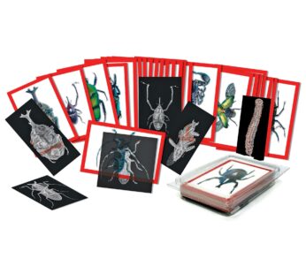 Roylco Insect X-Rays and Picture Cards Set, Multi (R-5912)