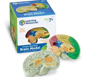 Learning Resources Cross-section Brain Model – 2 Pieces, Ages 7+ Brain Anatomy Model, Brai