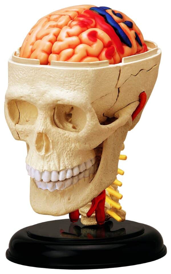 Tedco Human Anatomy Cranial Skull - Image 2