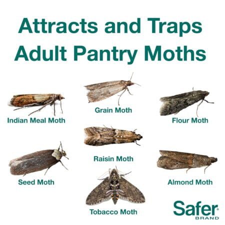 Safer Brand 05140 Pantry Moth Pest Trap and Killer for Grain, Flour, Meal and Seed Moths - - Image 3