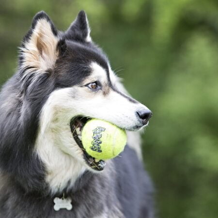 KONG - Squeakair Balls - Dog Toy Premium Squeak Tennis Balls, Gentle on Teethls - For X-Sm - Image 2