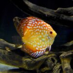 Seachem Discus Buffer 250gram - Image 3
