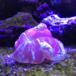 Seachem Reef Plus 250ml - Image 3