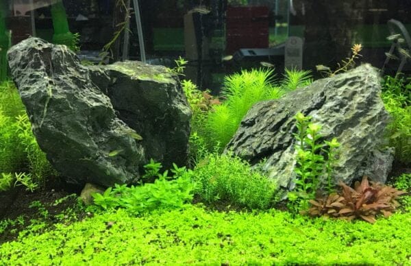 Seachem Flourish Excel Bioavailable Carbon - Organic Carbon Source for Aquatic Plants 100 - Image 5