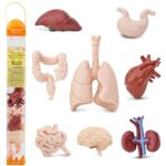 Safari Ltd. Human Organs TOOB - 8 Mini Figurines Including Brain, Heart, Lungs, Liver, Kid - Image 2