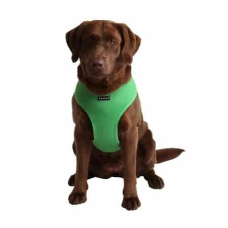 Puppia Soft Dog Harness No Choke Over-The-Head Triple Layered Breathable Mesh Adjustable C - Image 3