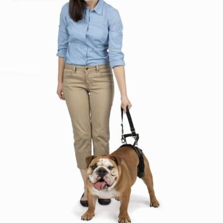 PetSafe CareLift Rear Support Harness - Lifting Aid with Handle and Shoulder Strap - Great - Image 2