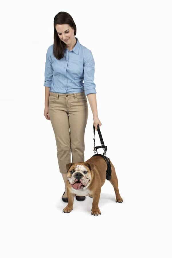 PetSafe CareLift Rear Support Harness - Lifting Aid with Handle and Shoulder Strap - Great