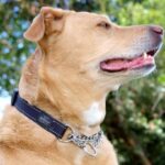 Reflective Nylon Choke Collar; Slip Show Obedience Training Gentle Choker for Extra Large - Image 2
