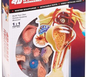 Famemaster 4D-Vision Human Female Reproductive Anatomy Model, 10″