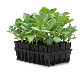 Tierra Garden 50-9000 Haxnicks Rootrainers Seed and Cutting Propagation Kit – Deep