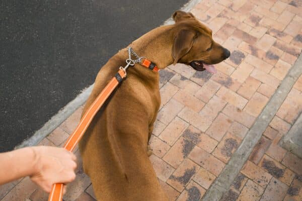 Reflective Nylon Choke Collar; Slip Show Obedience Training Gentle Choker for Extra Large - Image 6