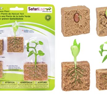 Safari Ltd. Life Cycle of a Green Bean Plant – Educational Toy Figurines – Miniature Plant