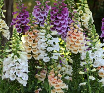 Outsidepride 5000 Seeds Biennial Digitalis Foxglove Excelsior Flower Seed Mix for Planting