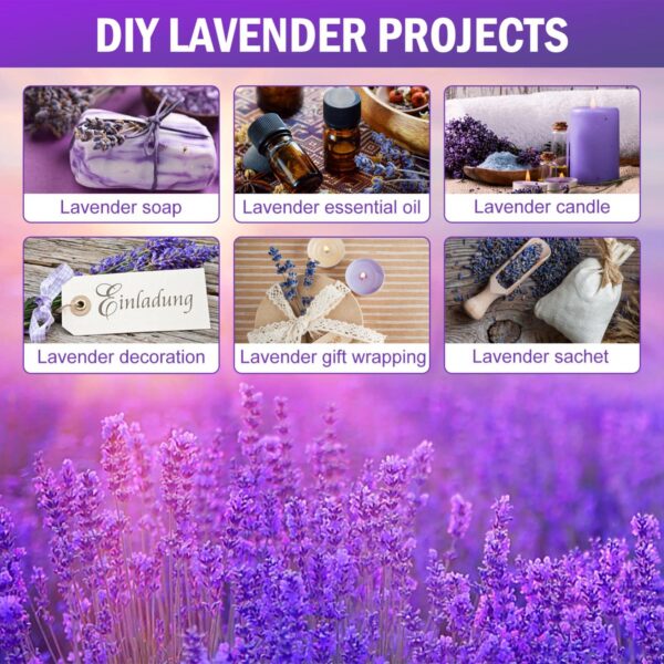 Timoo Dried Lavender Bundles 100 Natural Dried Lavender Flowers for Home Decoration, Photo - Image 3