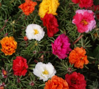 Outsidepride 5000 Seeds Annual Portulaca Moss Rose Ground Cover Seed Mix for Planting