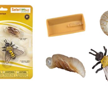 Safari Ltd. Life Cycle of a Honey Bee – Educational Toy Figurines – Miniature Bee Lifecycl