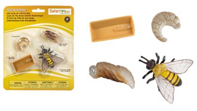 Safari Ltd. Life Cycle of a Honey Bee - Educational Toy Figurines - Miniature Bee Lifecycl