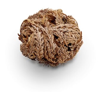 Luchea’s Psychic World Herbs-Rose of Jericho-Whole