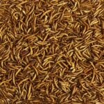 Kaytee Wild Bird Food Mealworms For Bluebirds, Wrens, Robins, Chickadees, Woodpeckers, Car - Image 3