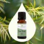 Plant Therapy Tea Tree Essential Oil 100% Pure, Undiluted, Natural Aromatherapy, Therapeutic Grade 10 mL (1/3 oz) - Image 3