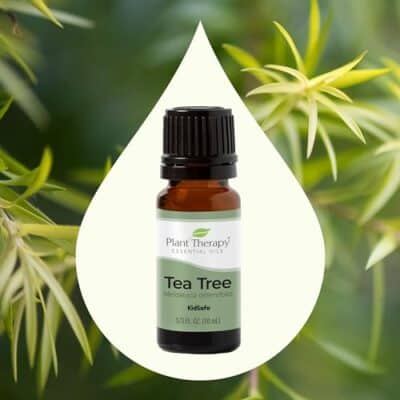 Plant Therapy Tea Tree Essential Oil 100% Pure, Undiluted, Natural Aromatherapy, Therapeutic Grade 10 mL (1/3 oz) - Image 3