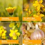 Herb Pharm Kids Mullein and Garlic Oil, 1 Fl Oz, Calendula, Garlic, Mullein, St. John's Wort, Olive Oil - Image 3