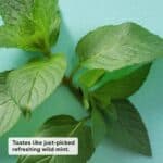 eos 100% Natural & Organic Lip Balm- Sweet Mint, Dermatologist Recommended, All-Day Moisture Lip Care, 0.39 oz, Stick & Sphere - Image 2