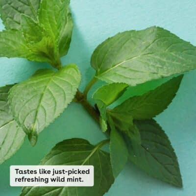 eos 100% Natural & Organic Lip Balm- Sweet Mint, Dermatologist Recommended, All-Day Moisture Lip Care, 0.39 oz, Stick & Sphere - Image 2