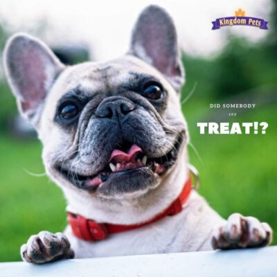 Kingdom Pets Filler Free Chicken Jerky & Sweet Potato Twists, Premium Treats for Dogs, 48-Ounce Bag - Image 4