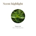 Young Living Peppermint Essential Oil 5ml | Ideal for Muscle Relaxation | Invigorating Mint Aroma | Cooling Sensation | Aromatherapy Diffuser at Home or After a Workout - Image 5