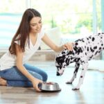Van Ness Pets Medium Non Tip Stainless Steel Dog Bowl, 32 OZ Food and Water Dish, Wide Base Prevents Spills - Image 2