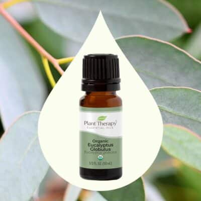 Plant Therapy Organic Eucalyptus Globulus Essential Oil 100% Pure, USDA Certified Organic, Undiluted, Natural Aromatherapy, Therapeutic Grade 10 mL (1/3 oz) - Image 3