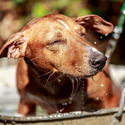 Veterinary Formula Clinical Care Hypoallergenic Shampoo for Dogs and Cats, 16 oz ? No Harsh Ingredients ? Fragrance-Free Pet Shampoo for Allergies and Sensitive Skin, Promotes Healthy Skin and Coat - Image 6