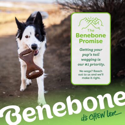 Benebone Dental Durable Dog Chew Toy for Aggressive Chewers, Real Peanut, Made in USA, Medium - Image 6
