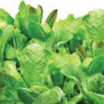 AeroGarden Salad Greens Mix Seed Kit, 6-pod - Image 2