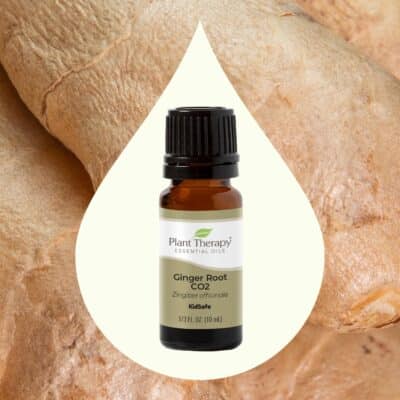 Plant Therapy Ginger Root CO2 Essential Oil 100% Pure, Undiluted, Natural Aromatherapy, Ginger Oil for Diffuser, Skin & Massage and Hair, Therapeutic Grade 10 mL (1/3 oz) - Image 3