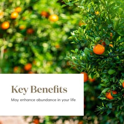 Abundance 15ml Essential Oil by Young Living Essential Oils - Image 5